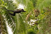Spider monkey : 2014 Uganda